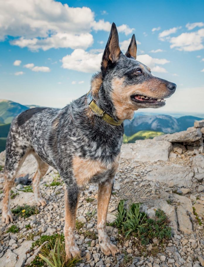 good dogs for hiking