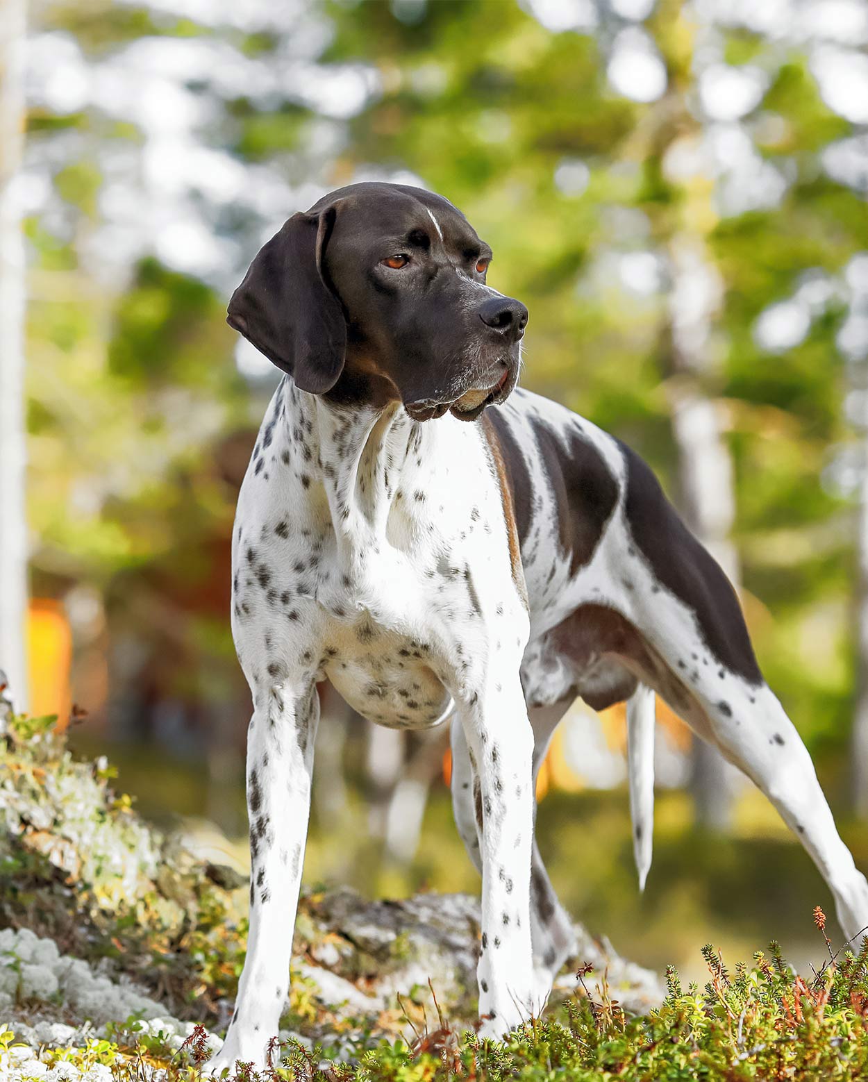 hunting dog breeds list