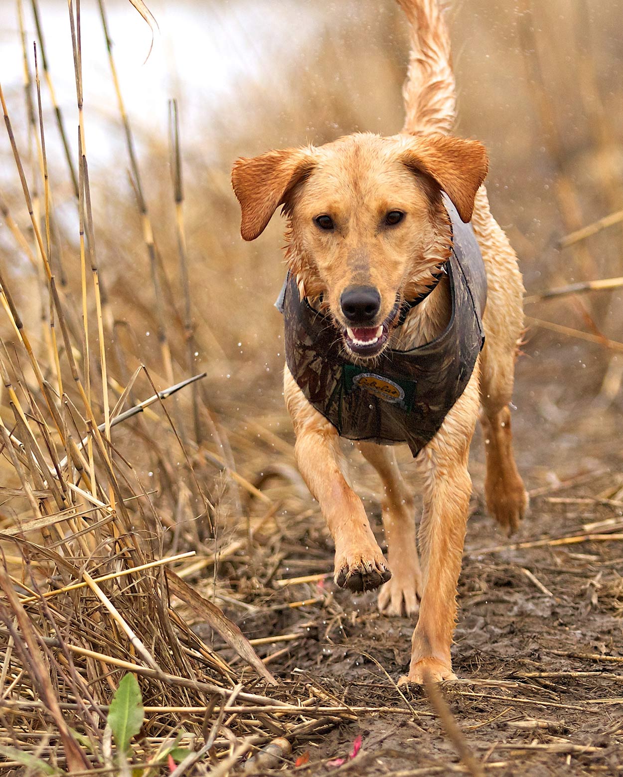 best pig hunting dogs