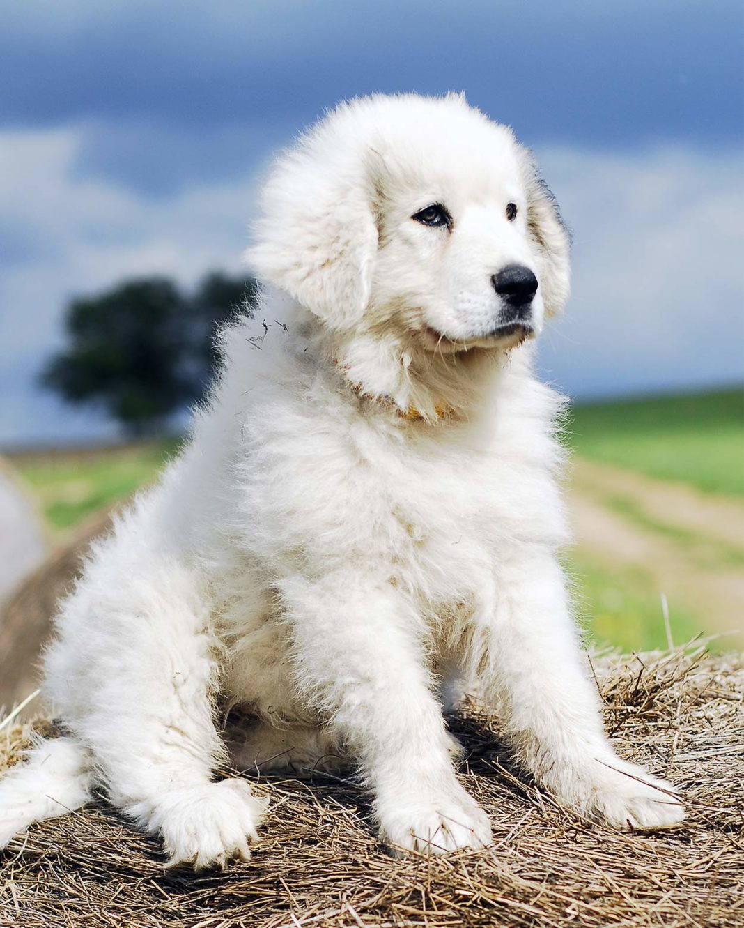 The Mountain Dog is a wonderful puppy that can be your new pet.