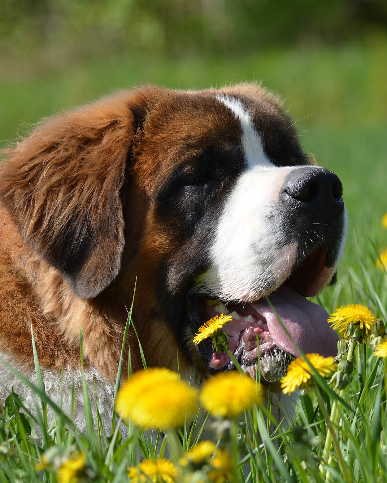 mountain dog breeds