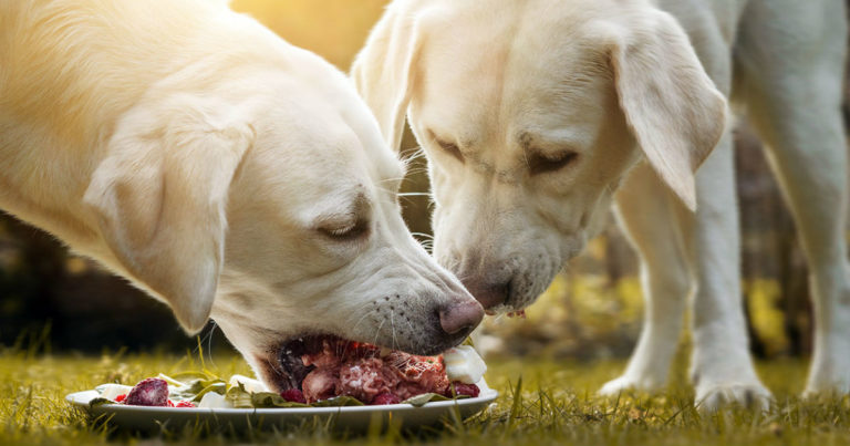 Natural Dog Food: The Best Options for Your Pet