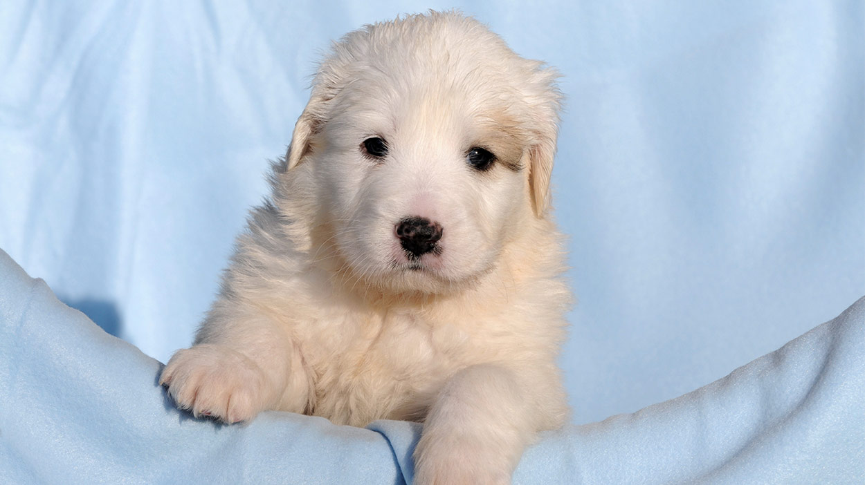 great white pyrenees lab mix