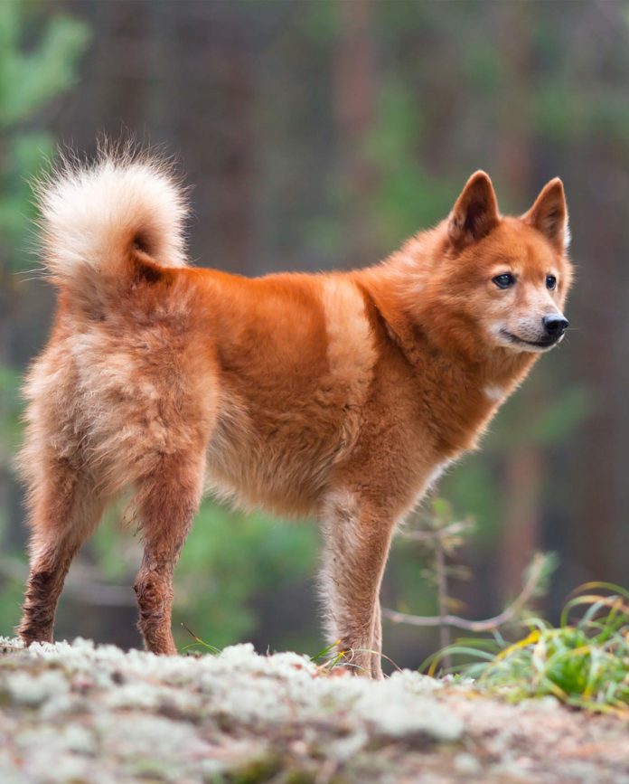 Rare Dog Breeds: Discover 10 Rare Dogs From Around The World