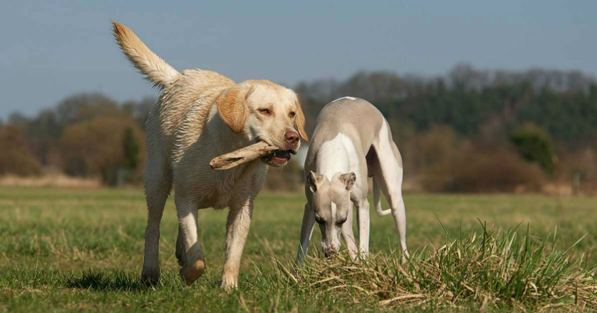yellow lab greyhound mix temperament