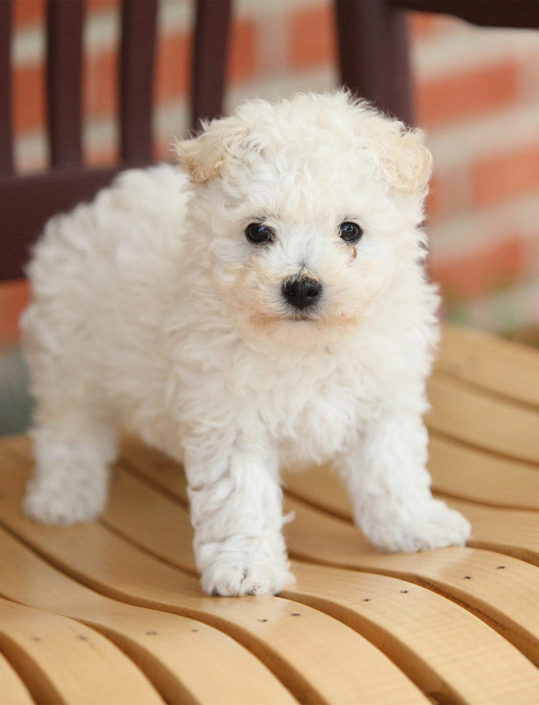 what breed are the fluffy white dogs