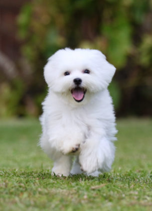 White Dog Breeds - Discover The Pups As Pale As Snow!