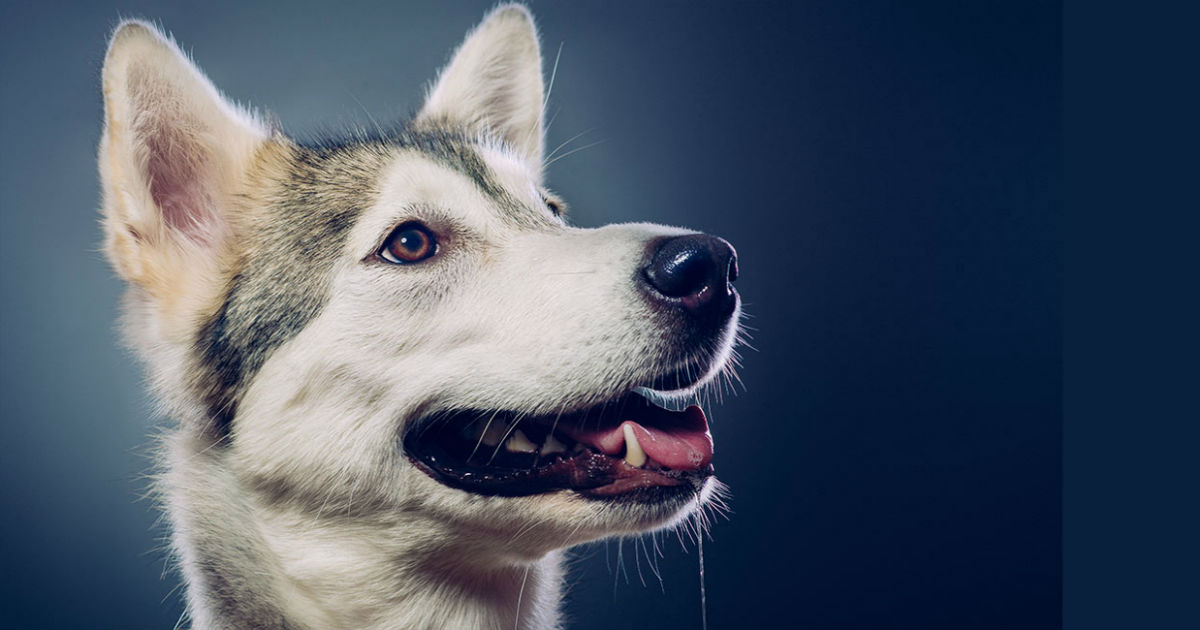 how to train a hybrid wolf dog