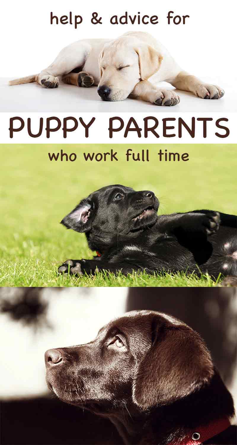 how to raise a puppy when you work