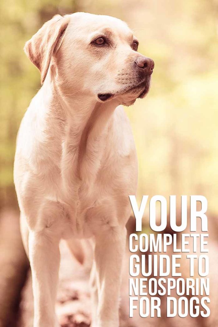Your Complete Guide To Neosporin For Dogs 696x1044 