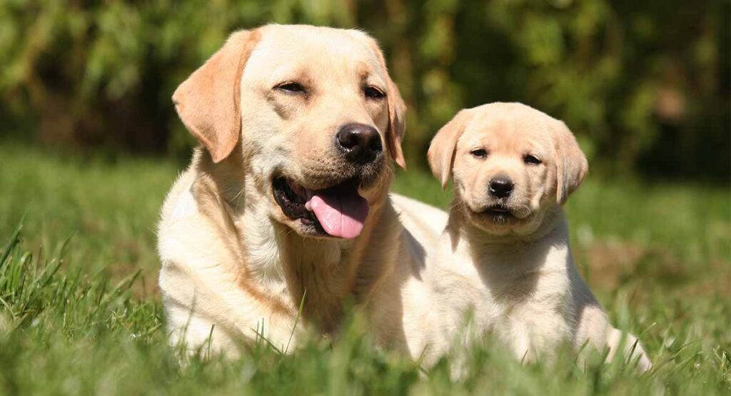 Photo of adult yellow lab with young puppy outdoors