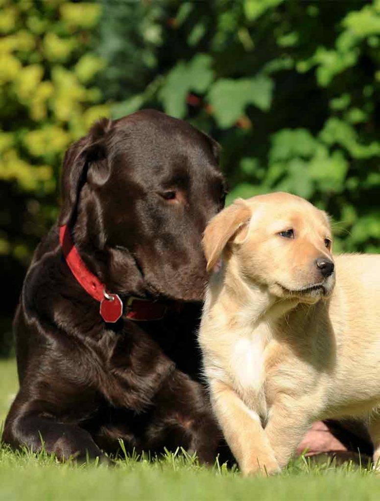 introducing-a-puppy-to-an-older-dog-getting-off-on-the-right-paw