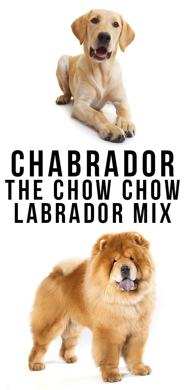 adult chow chow lab mix