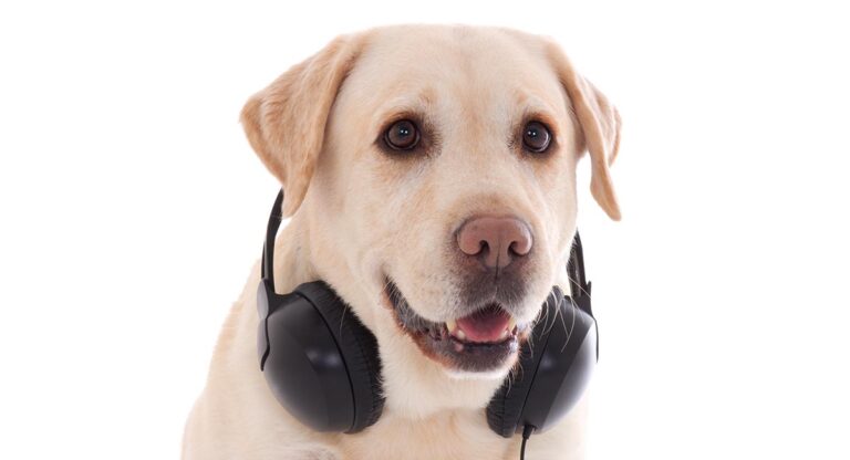 do dogs like music