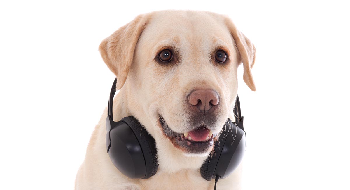 what dog has the best sense of hearing