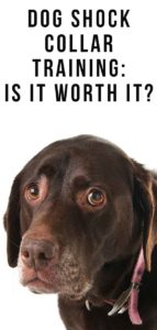 Dog Shock Collar Training: Is It Worth It? - The Labrador Site