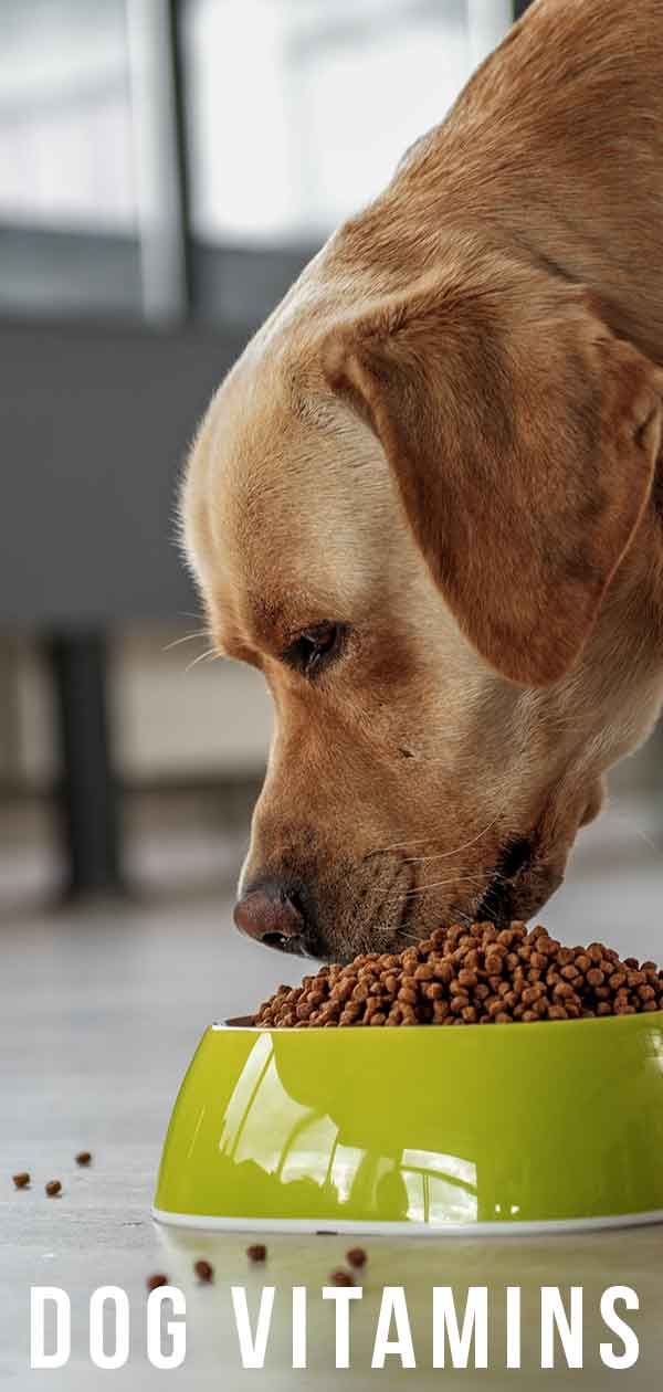 vitamins for labrador puppy