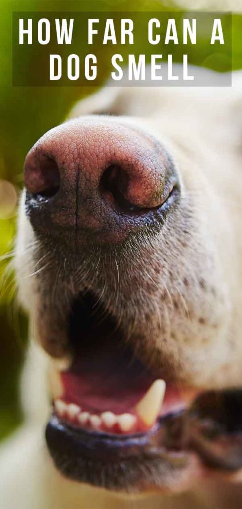 How Far Can a Dog Smell: Your Dog’s Amazing Nose