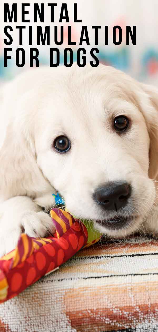 7 homemade games that stimulate your dog mentally