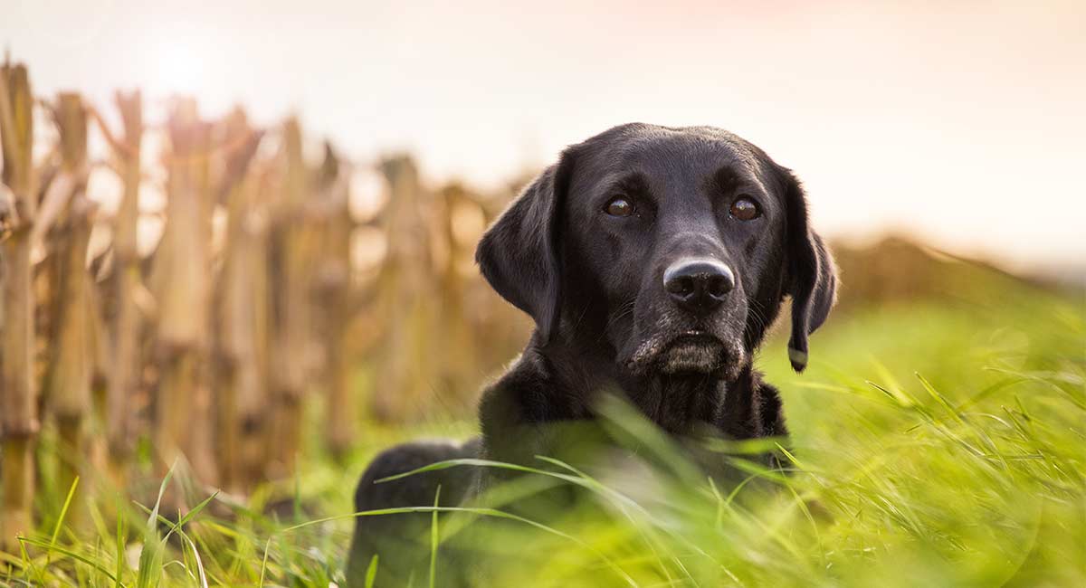 Do Dogs Have A Sense Of Time 