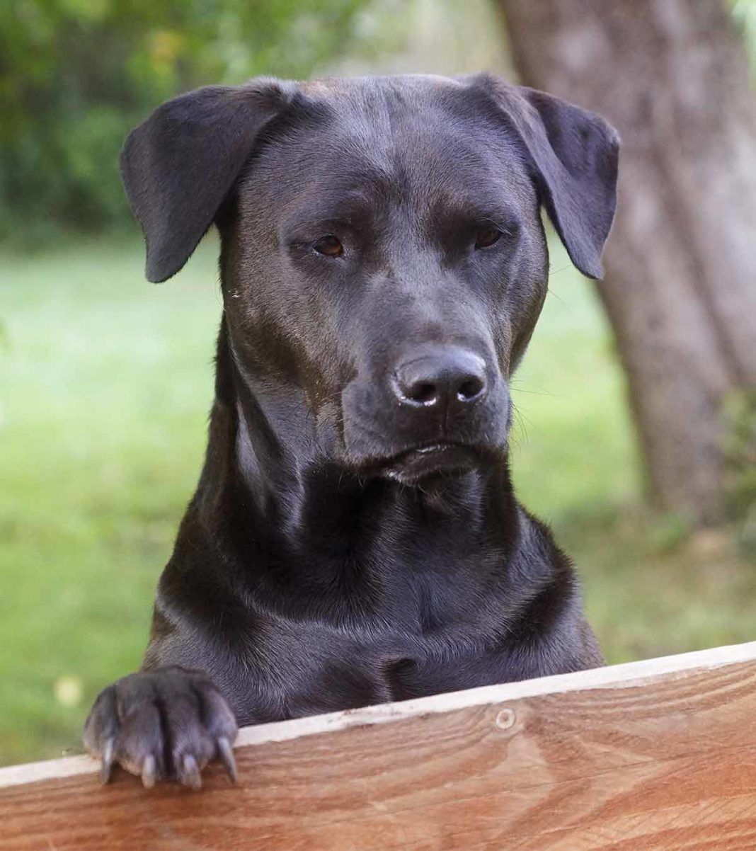 How Far Can a Dog Smell: Your Dog’s Amazing Nose