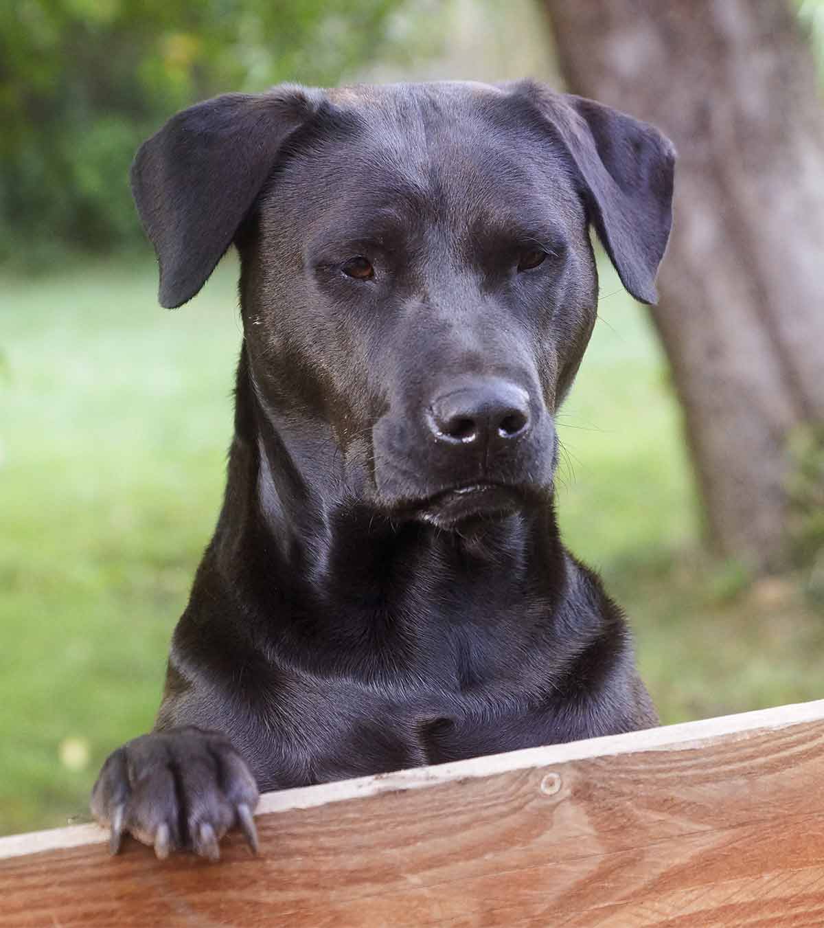 How Far Can a Dog Smell: Your Dogâ€™s Amazing Nose