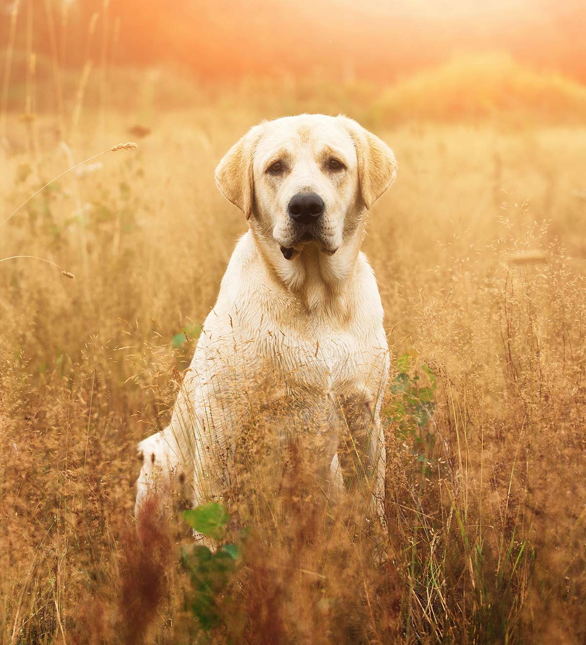 Yellow Lab names - 250 Awesome Ideas 
