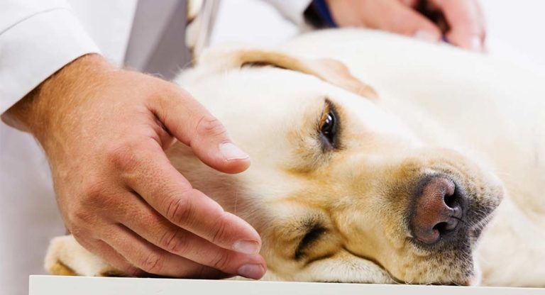 pancreatitis in dogs