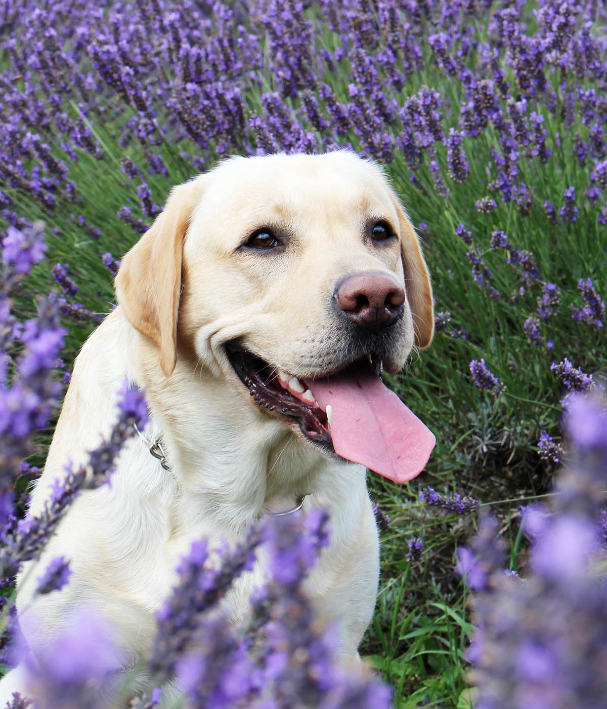 Yellow Lab names - 250 Awesome Ideas 