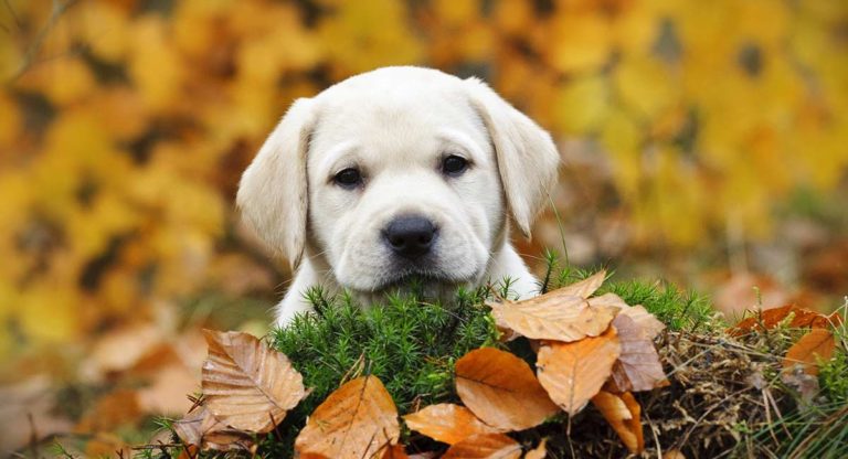 yellow Lab names