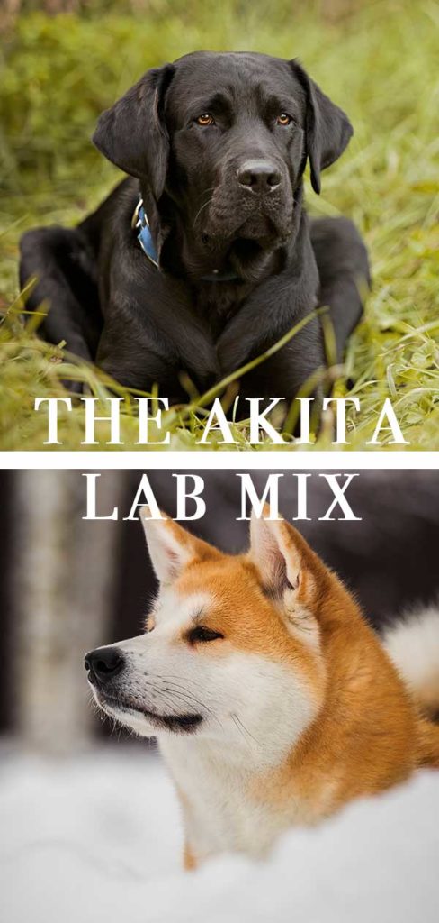 Akita Lab Mix: Great Guard Dog or Fabulous Family Pet?