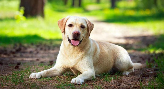 controllo delle nascite per cani