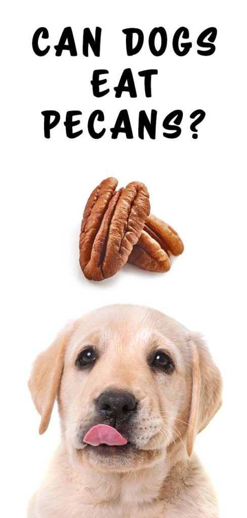 Can Dogs Eat Pecans? A Guide To The Dangers Of Pecan Nuts ...