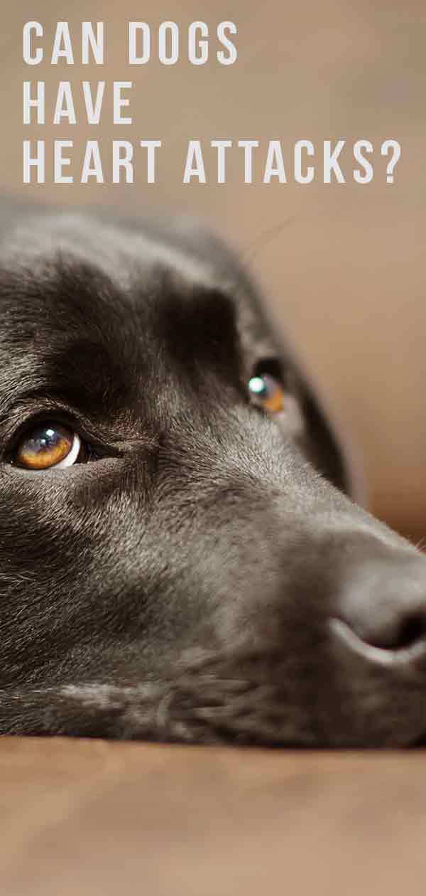 Can Dogs Have Heart Attacks And What Should You Look Out For 