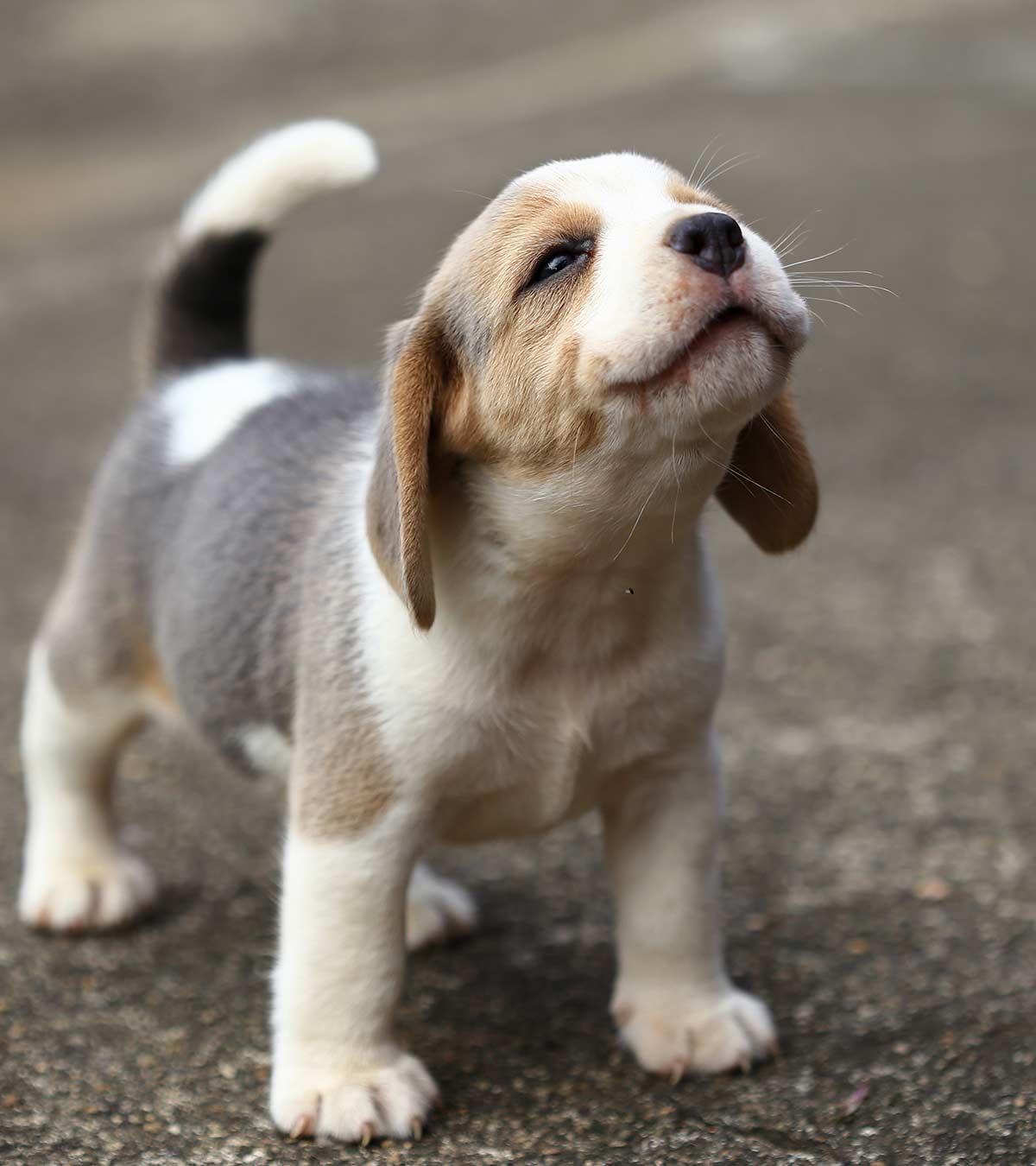 Small Beagle 