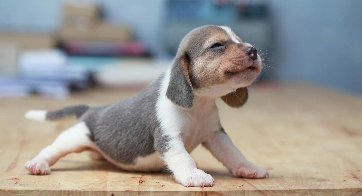 Small Dog Breeds: Which Little Puppy Will You Bring Home?