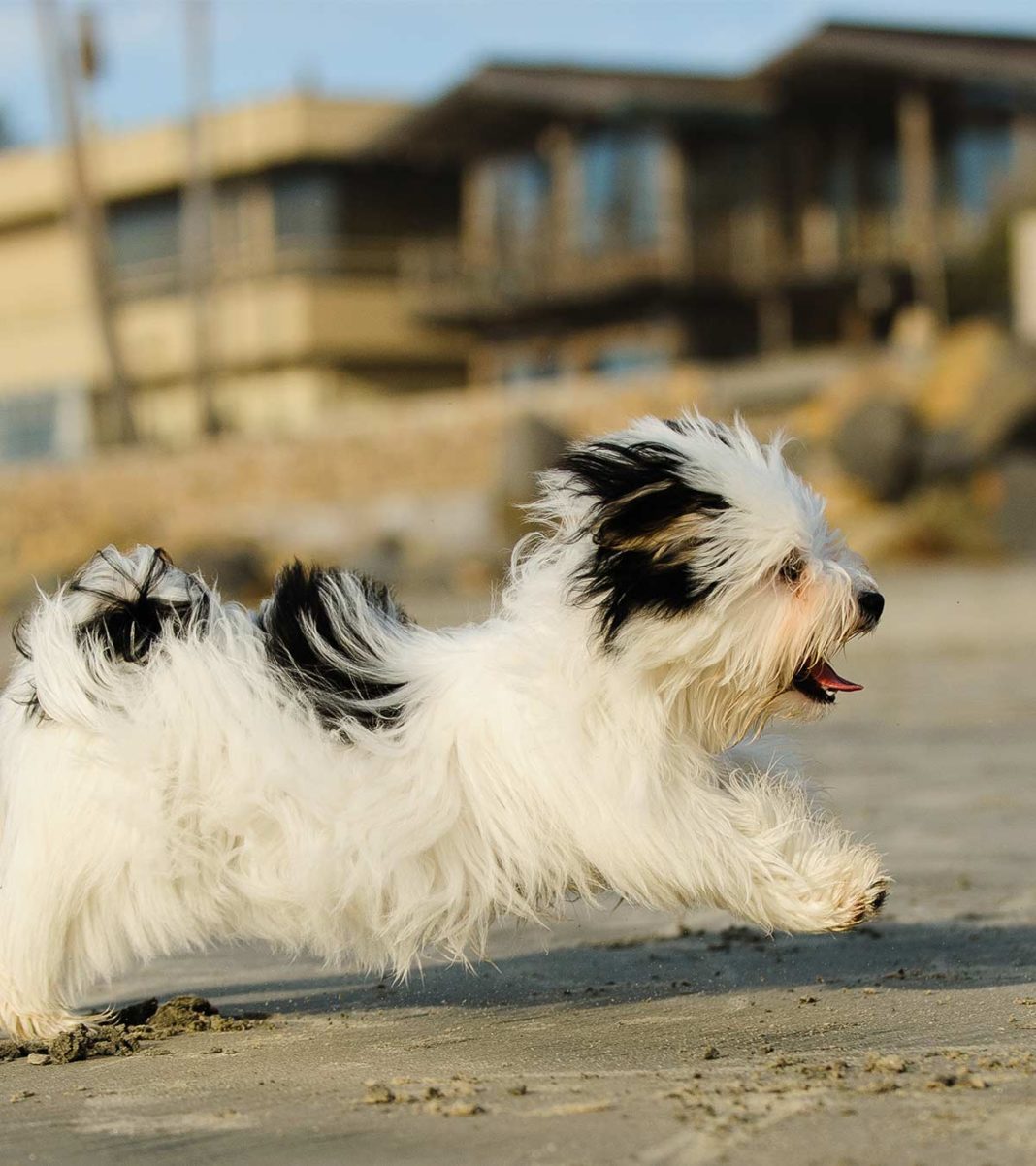 Small Dog Breeds - 15 Of The Most Popular Small Dogs