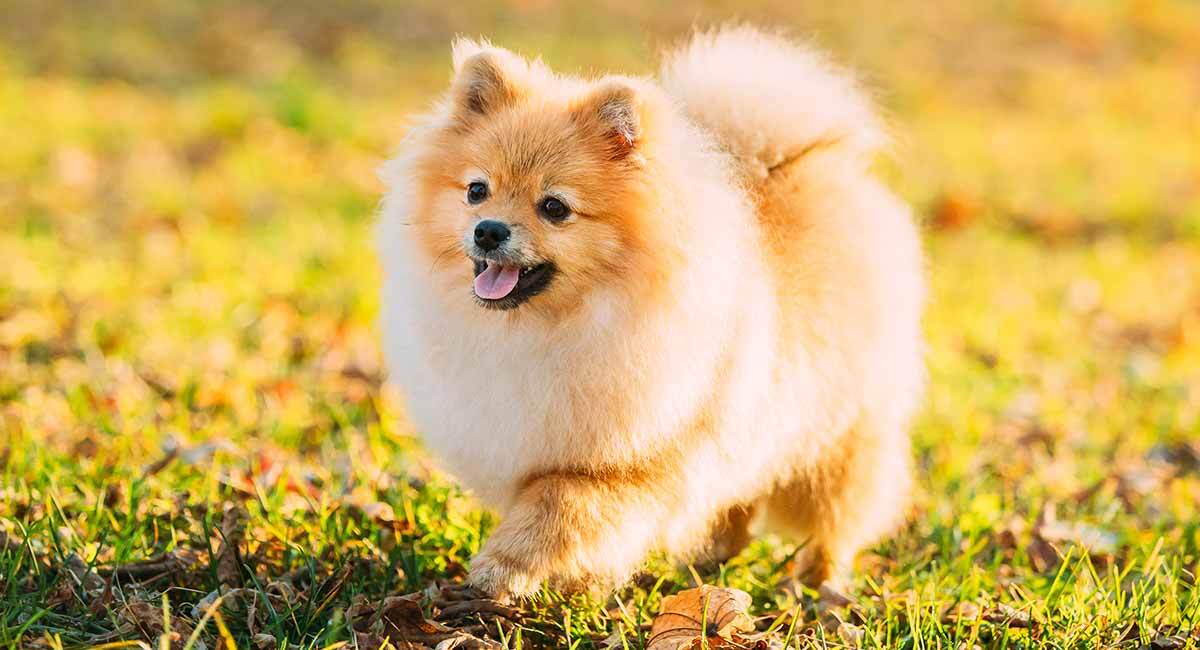 25 Fluffy Dog Breeds That You'll Want To Pet All Day Long, 57% OFF