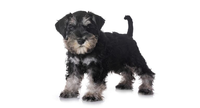 small dog breeds