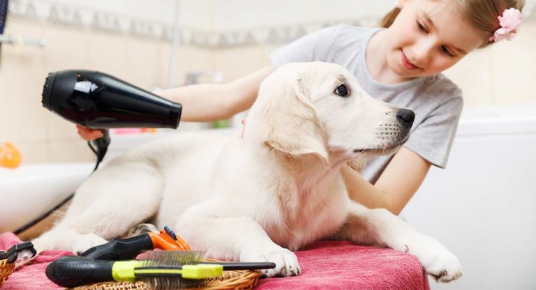 best dog dryer