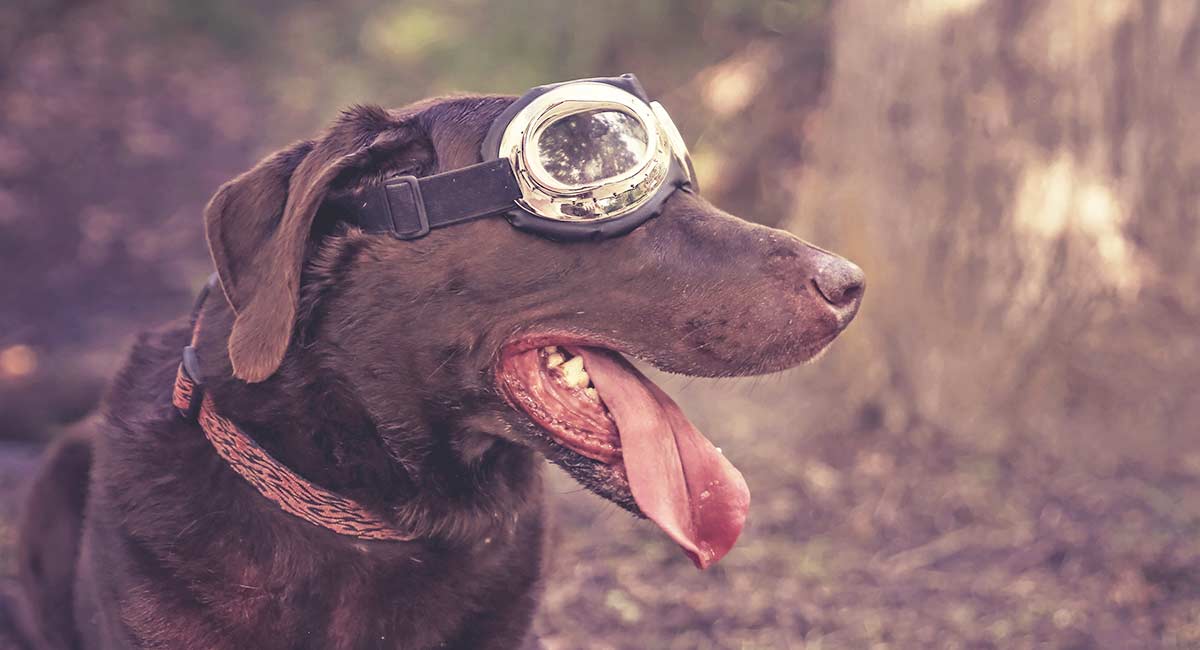 puppy goggles