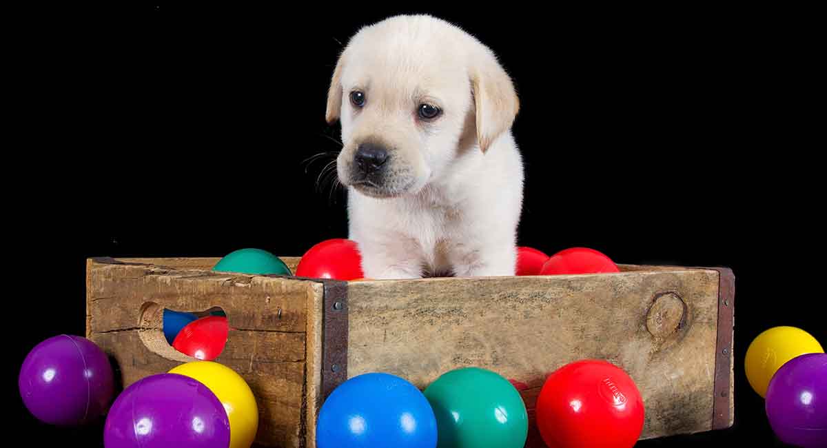 Best Dog Toy Box For Storing His Favorite Things