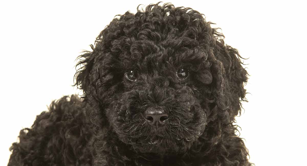 Black Labradoodle: Fun Facts About the 