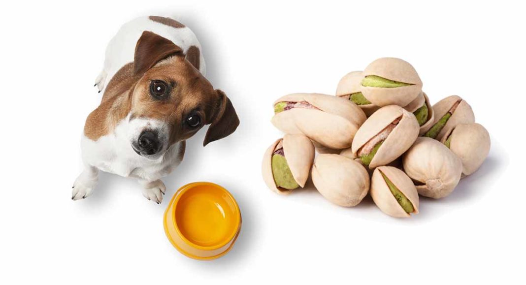 Can Dogs Eat Pistachios Or Are Pistachio Nuts Bad For Dogs?