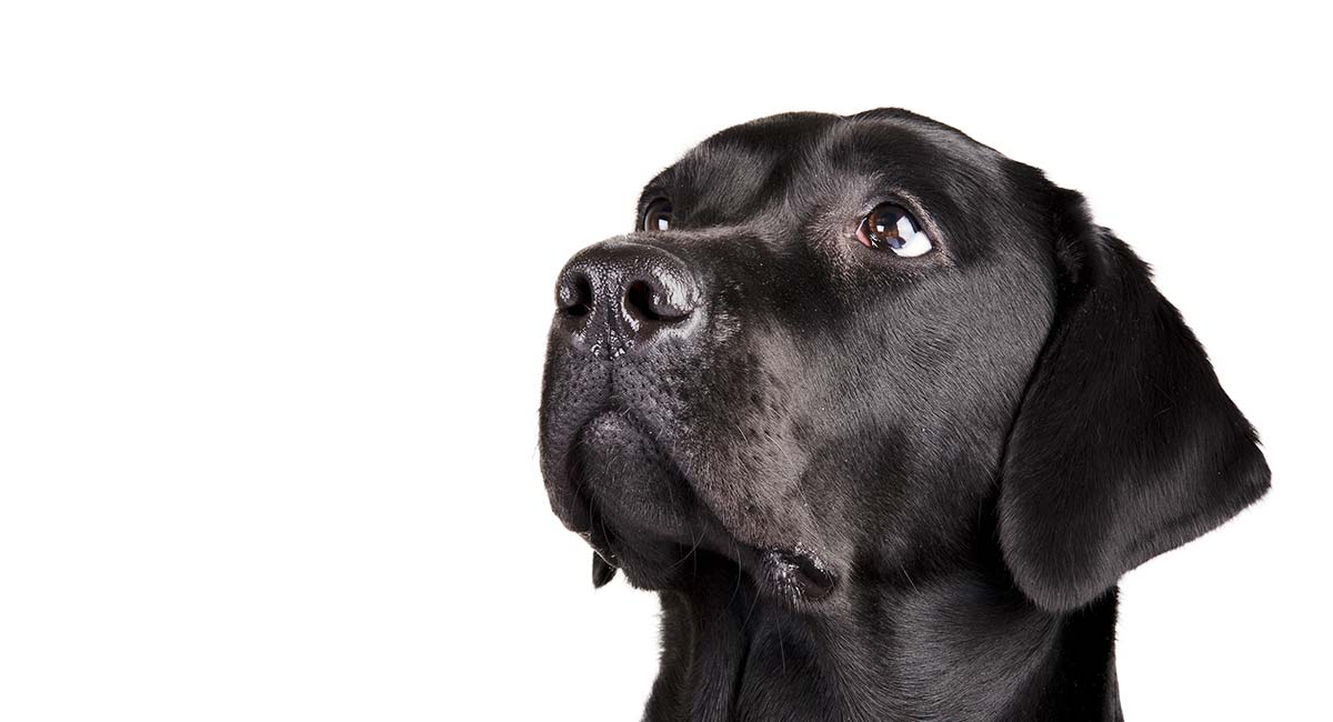 Cataract Surgery For Dogs TT Long 