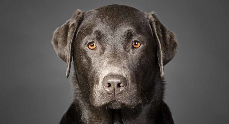 Black Lab - A Complete Guide to the Black Labrador Retriever