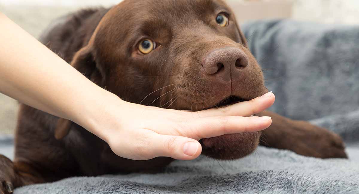 Dog Bite Treatment For Humans And Dogs