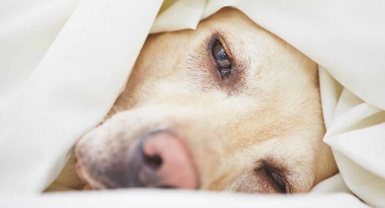 signs of cancer in dogs