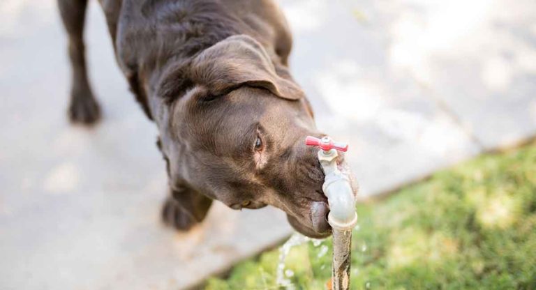 water intoxication in dogs