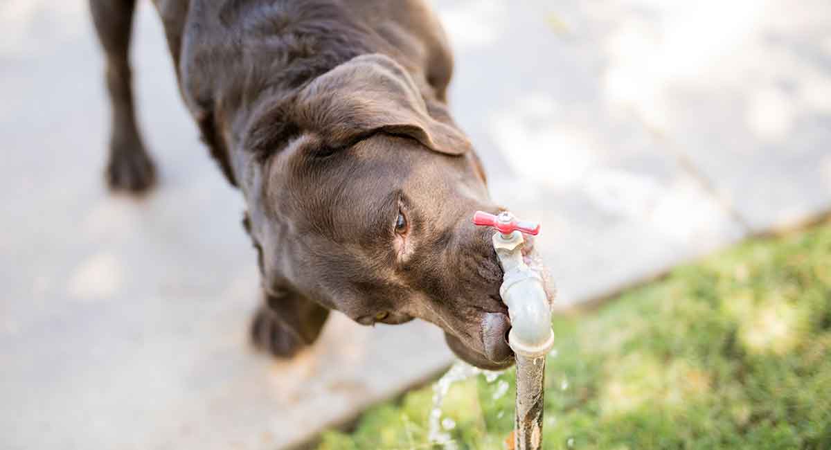 should puppies drink water